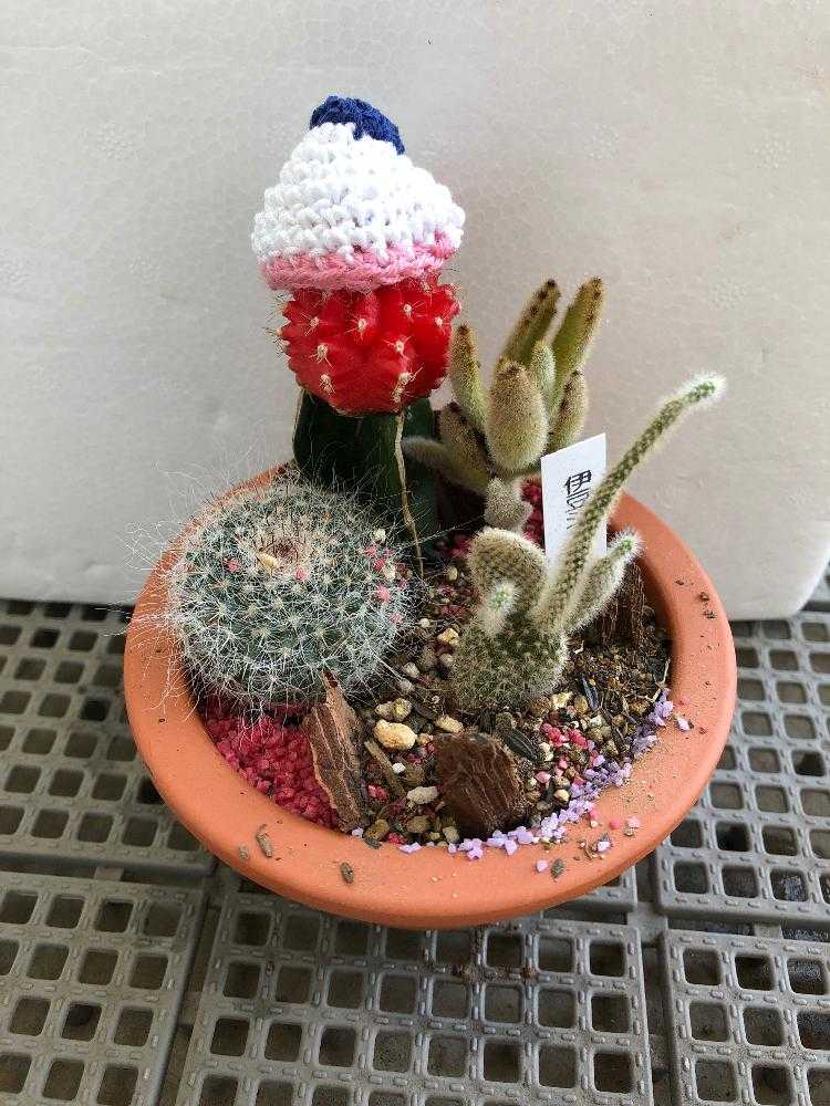 成長記録 Greensnap グリーンスナップ