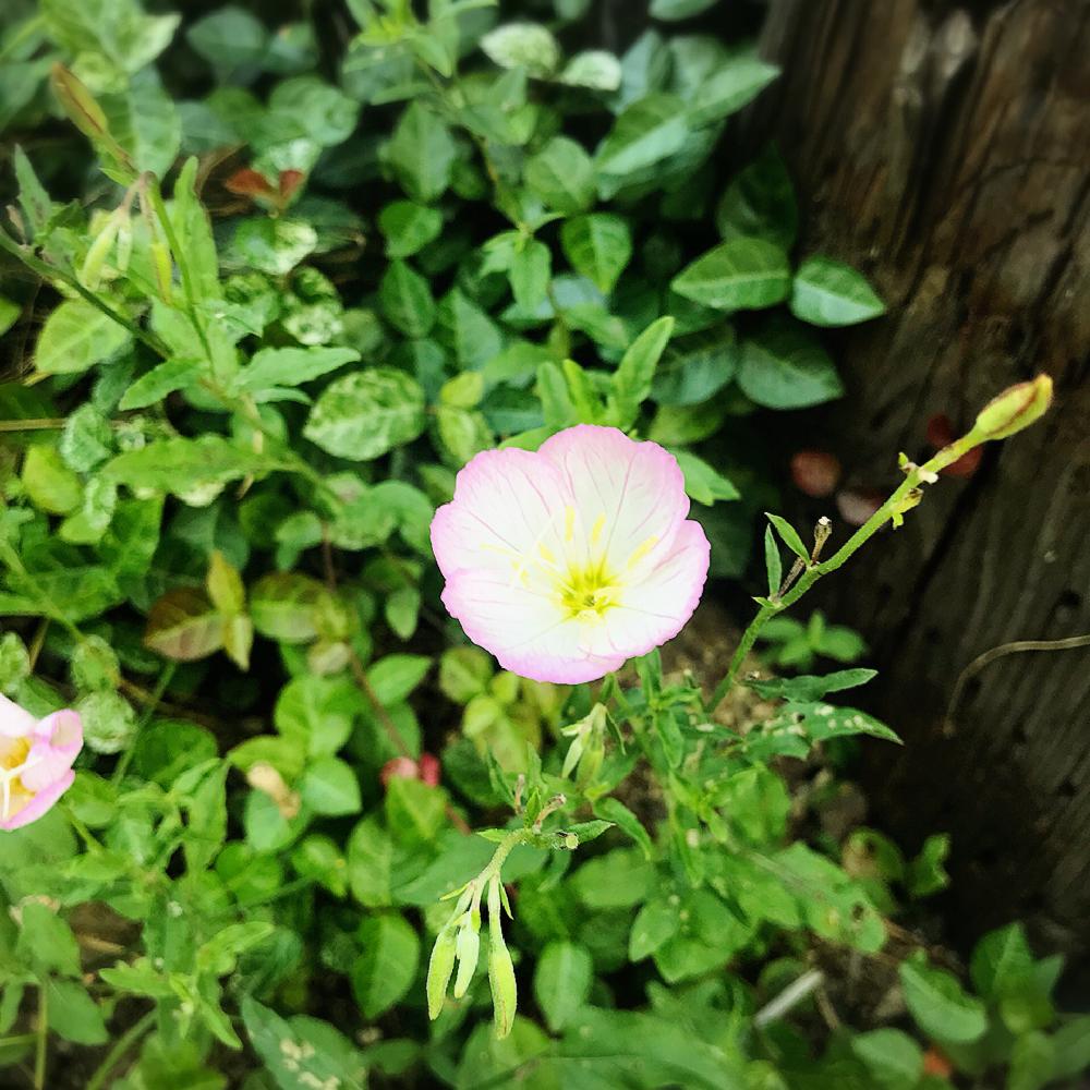 ツキミソウの投稿画像 By Nicoさん こぼれ種とよく増える とガーデニングと花のある暮らしと植っぱなし 2018月6月4日 Greensnap グリーンスナップ
