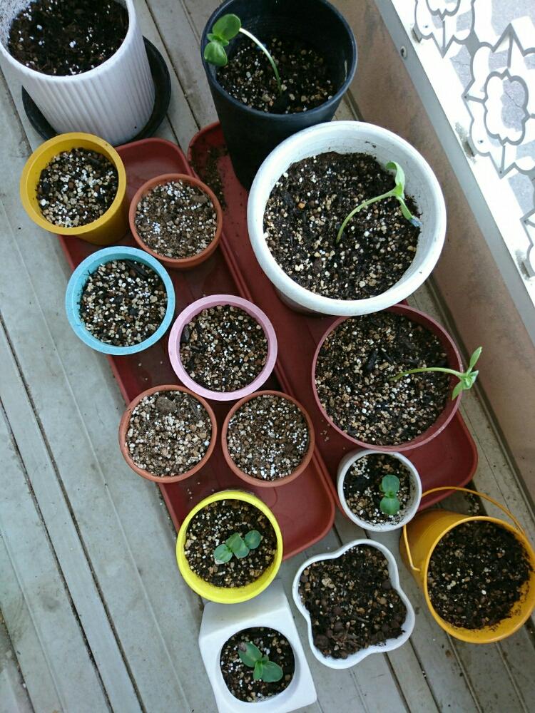 ひまわり成長おっかけ隊 の投稿画像 By Saya Gardenさん ヒマワリだよ とたねからの幸せとタネから育てた とミニひまわり とヒマワリ とタネから とタネまいた とタネからとタネ とタネとひまわりの種蒔きとタネから育てるとヒマワリ と花のある暮らしと