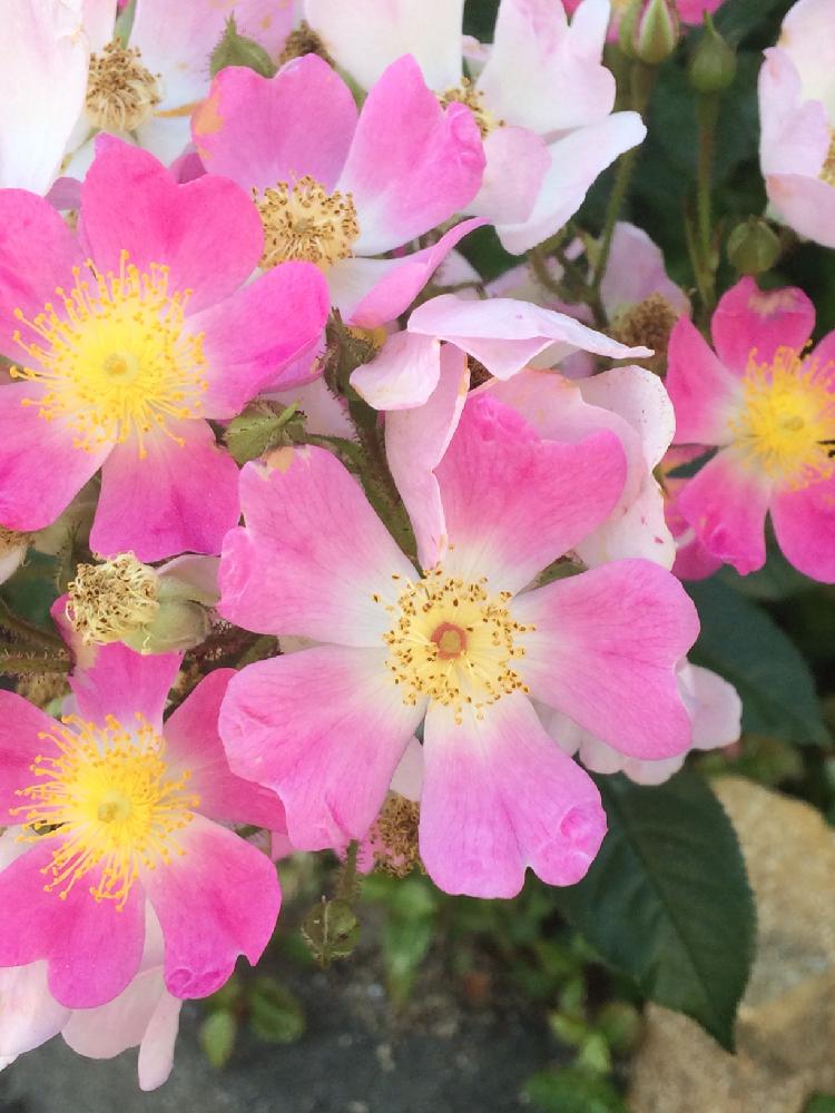 トゲトゲの投稿画像 By Loveちゃんママさん バラ原種とありがとう とピンクと白と鮮やか と5枚の花びらと可愛いと花のある暮らし 18月6月4日 Greensnap グリーンスナップ