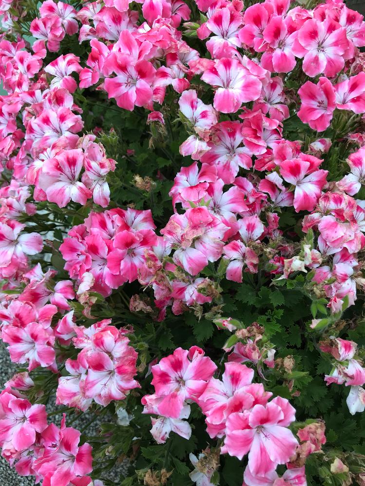 屋上の投稿画像 By Ziggyさん ピンクの花と屋上ガーデンとgs日和と赤い花と植え込みと小さな花と東京にてと白とピンク色 と白とピンクの花とペラルゴニウム属 18月6月4日 Greensnap グリーンスナップ