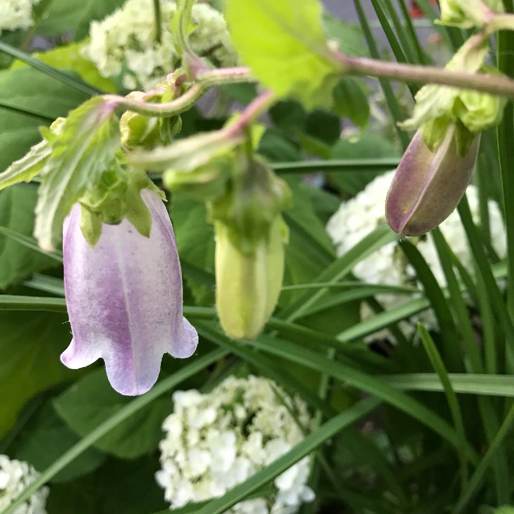 ホタルブクロの花の投稿画像 By 松ぼっくりさん 山野草とマイガーデンと釣り鐘型の花と多年草と花のある暮らしと丈夫 とベル型の花とよく増える 18月6月4日 Greensnap グリーンスナップ