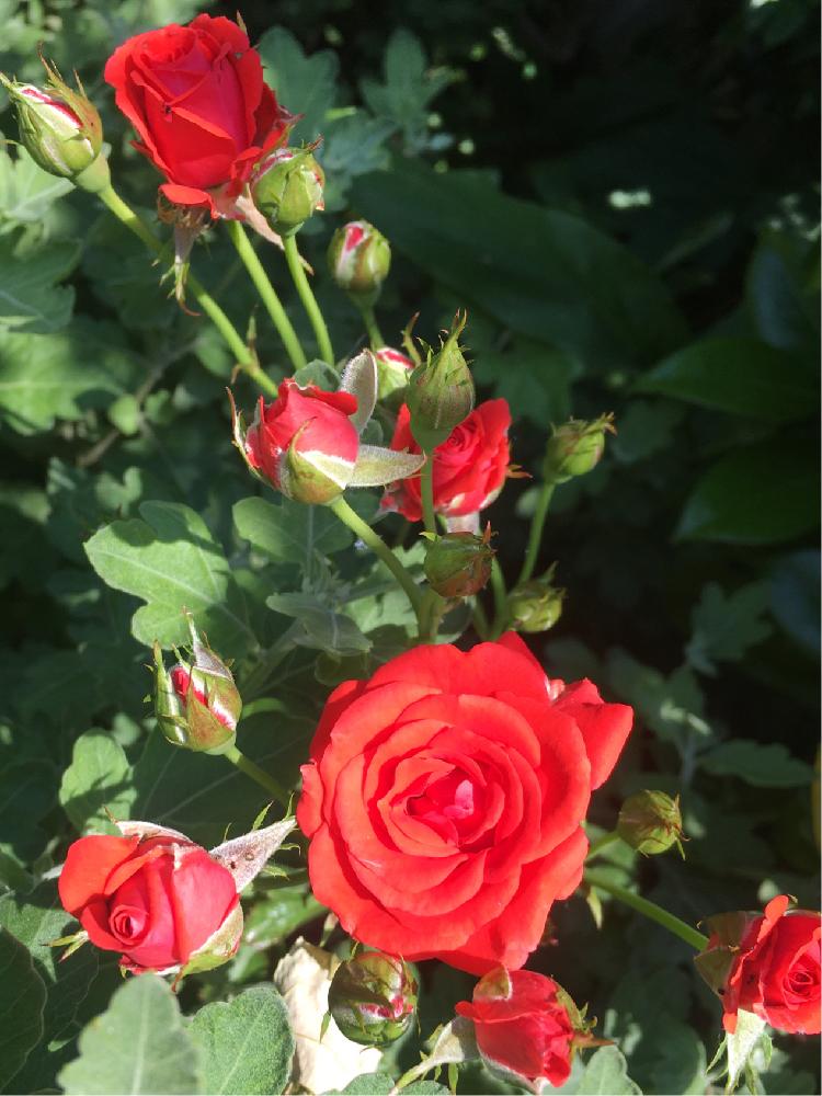 花のある暮らしの投稿画像 By まみさん ばら バラ 薔薇とレッズローズと薔薇レッズローズ 18月6月4日 Greensnap グリーンスナップ