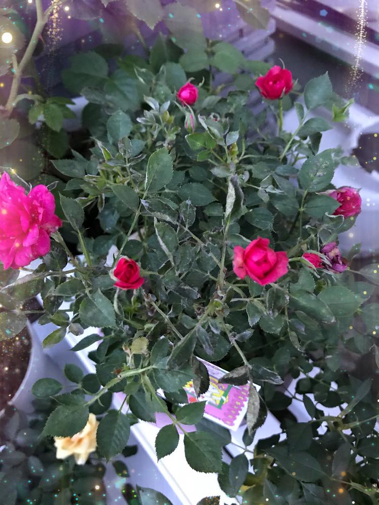 ミニバラ キャンディキャンディの投稿画像 By にゃわわんさん 花のある暮らし 18月6月4日 Greensnap グリーンスナップ