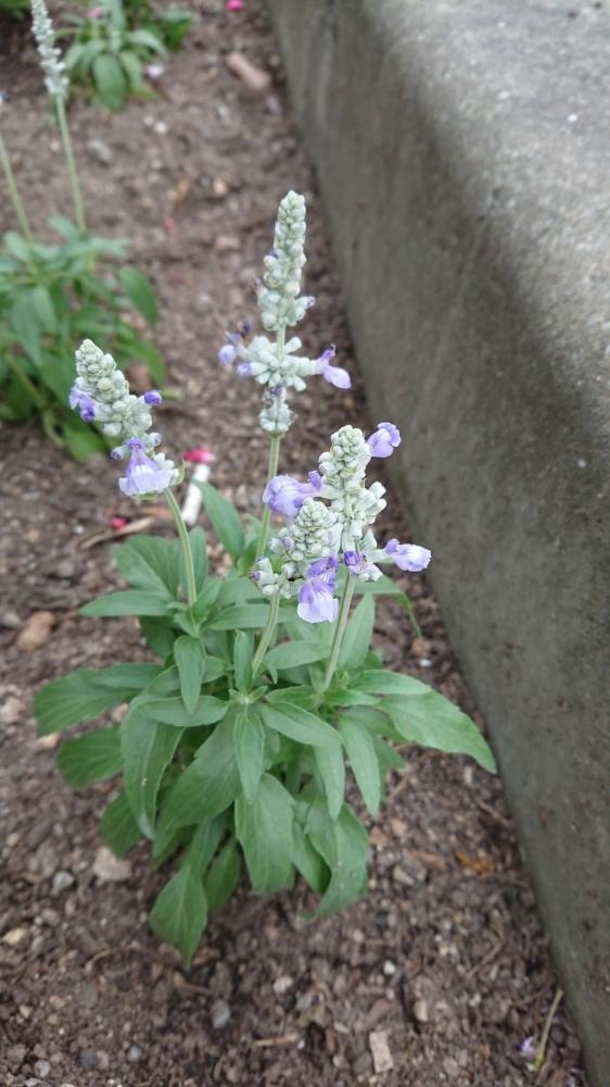 サルビア ファリナセア ブルーサルビア の投稿画像 By みっくさん 青い花 18月6月5日 Greensnap グリーンスナップ