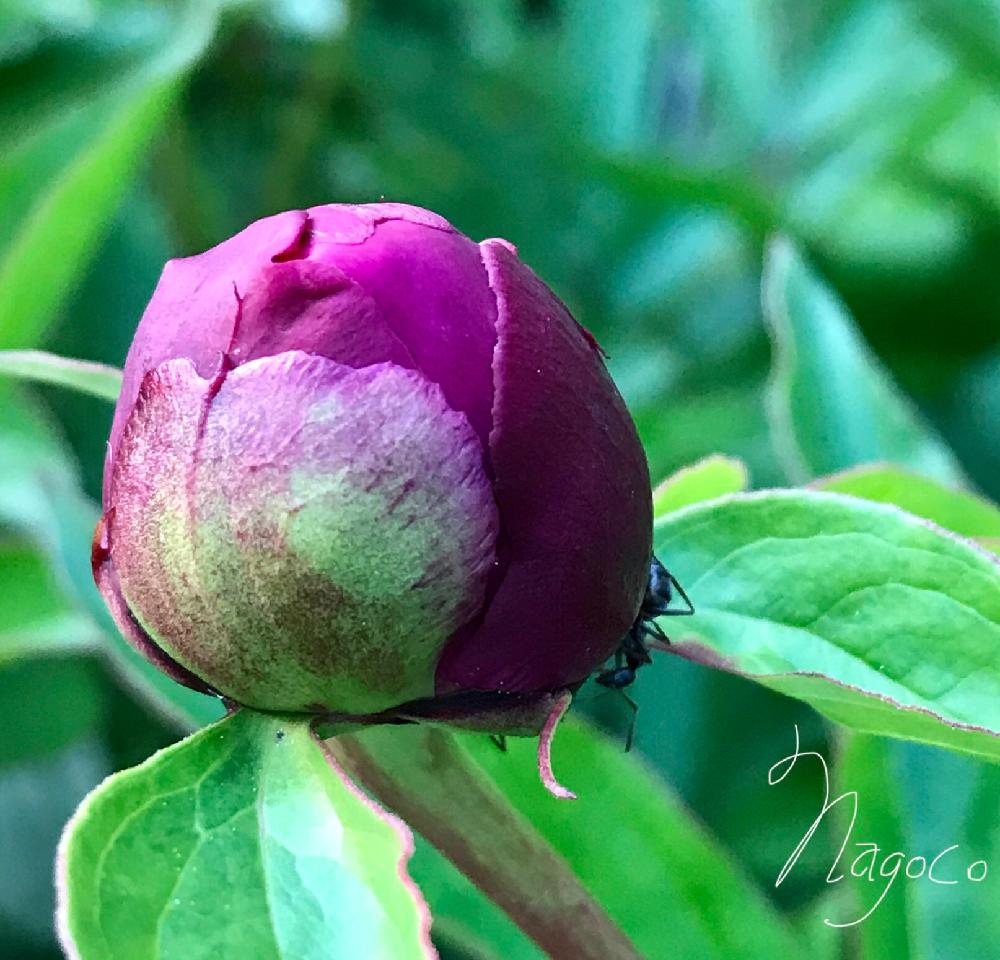 芍薬の投稿画像 By なごこさん 花のある暮らしと紫が映える季節とムラサキの花とつぼみ 18月6月5日 Greensnap グリーンスナップ