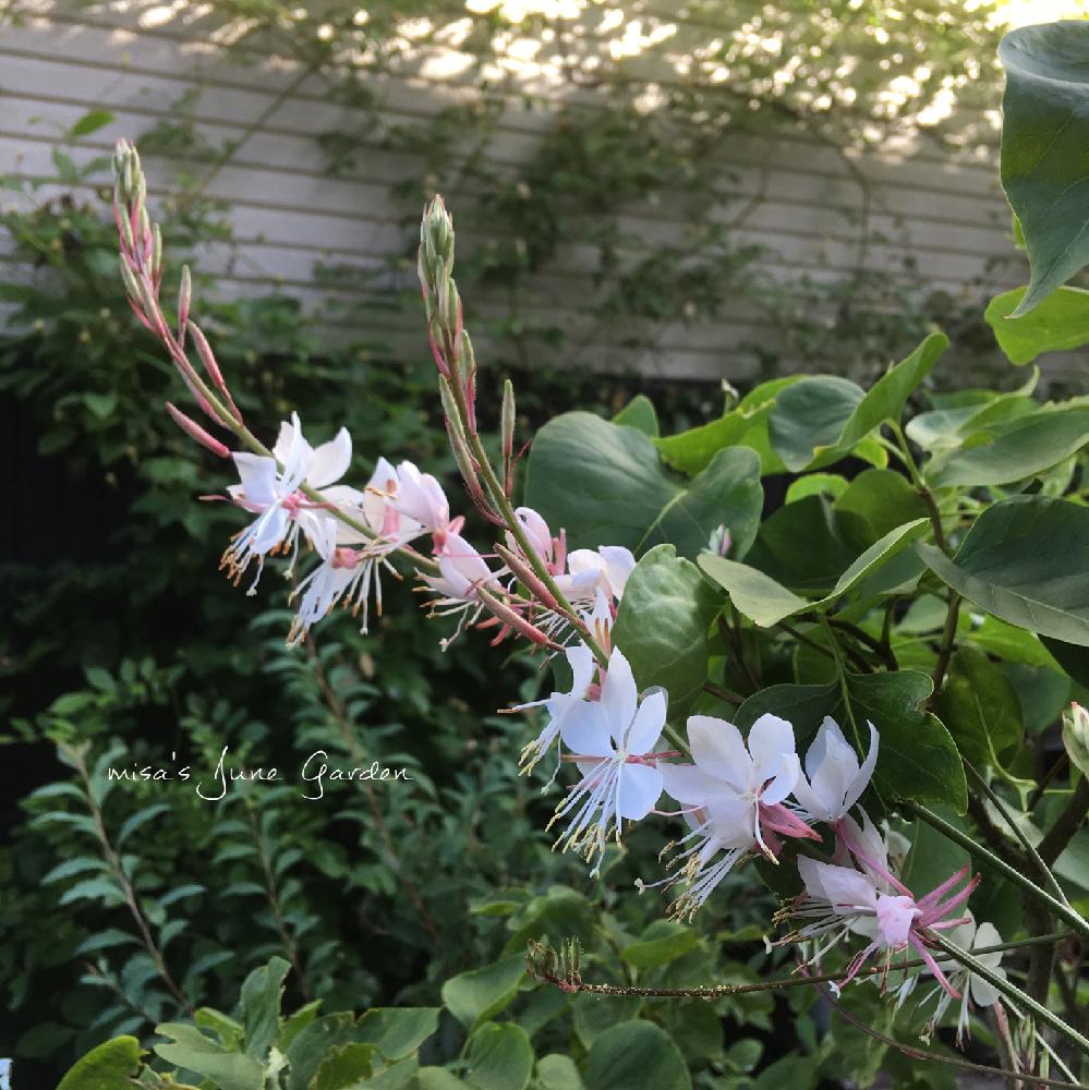 ガウラの投稿画像 By Misaさん Htcと千葉県と花壇と植中毒と いいね ありがとうとhtc No 66とガーデニングと花のある暮らしとお庭とhtc社員と地植えと庭の宿根草 18月6月5日 Greensnap グリーンスナップ