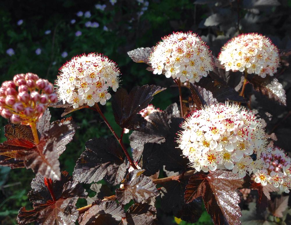 心に強く訴えるディアボロ 花 最高の花の画像