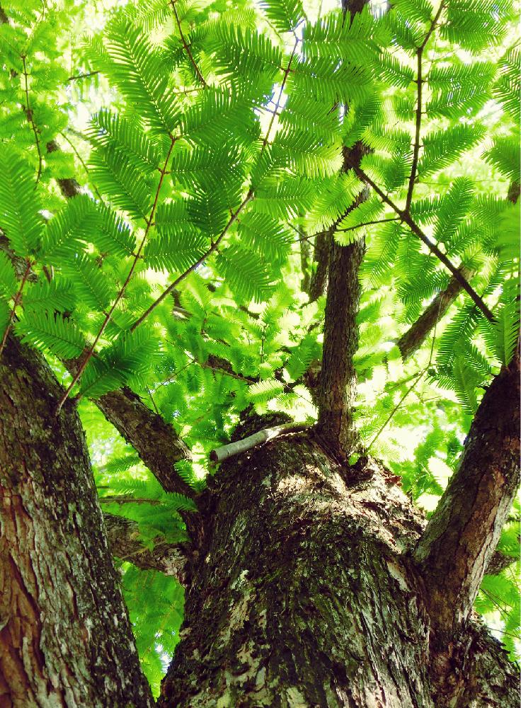 メタセコイアの投稿画像 By チョウサンさん 気になる木と植中毒と初夏の訪れと緑の中でと生きた化石 18月6月5日 Greensnap グリーンスナップ