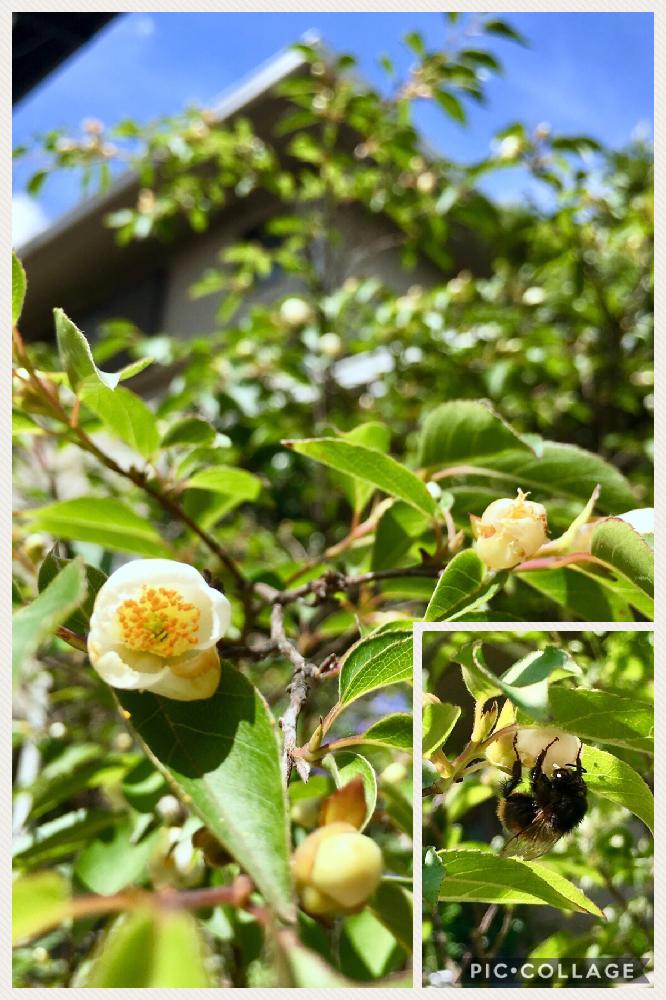 ヒメシャラの投稿画像 By ユニコーンさん ムシと葉っぱのある暮らしとナチュラルガーデンとガーデニングと花のある暮らしと白い花 18月6月5日 Greensnap グリーンスナップ