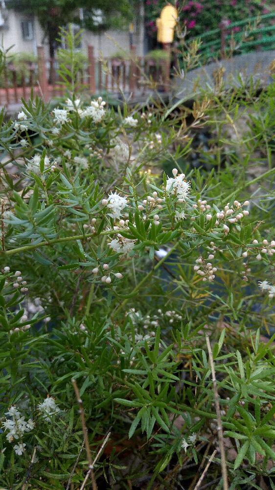 アスパラガス スプレンゲリーの投稿画像 By Shiba47さん 武竹 18月6月5日 Greensnap グリーンスナップ