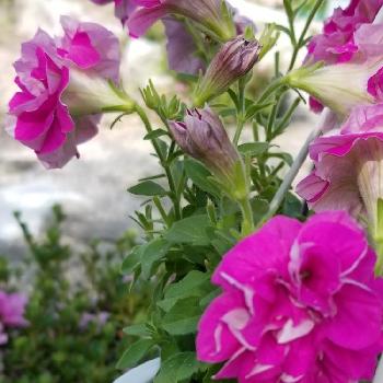 癒しの処方箋の画像 by あららさん | 小さな庭とサフィニア♪と癒しの処方箋とドリームマップと植中毒と恥ずかしい庭とピンクのお花と目の保養と花のある暮らしとカエル