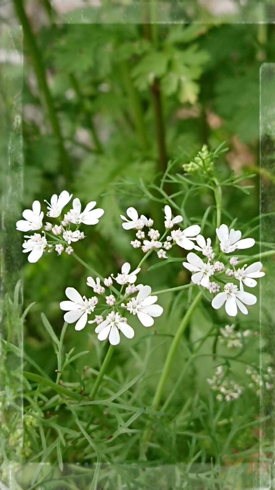 これまでで最高のパクチー 花 すべての美しい花の画像