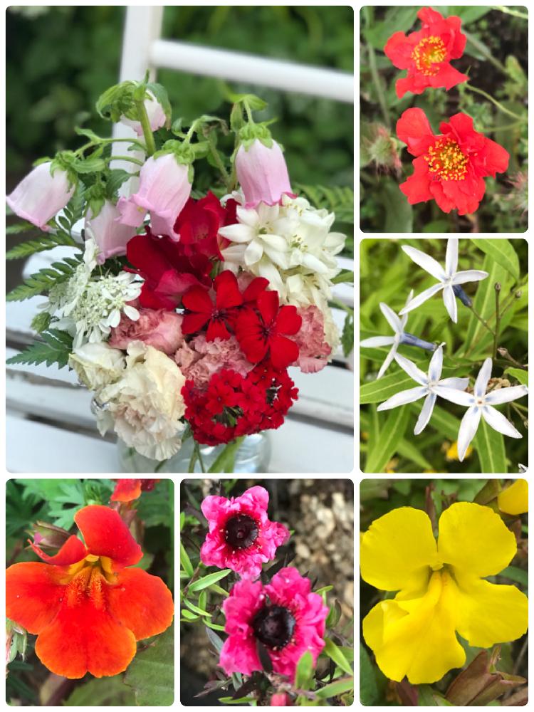 ベニバナダイコンソウの投稿画像 By 茶々のお庭さん チョウジソウとカンパニュラとオーニソガラムとギョリュウバイとミムラスとゼラニウムとゆるキャラ倶楽部と こまち多肉部 とhtcとアレンジ 18月6月5日 Greensnap グリーンスナップ