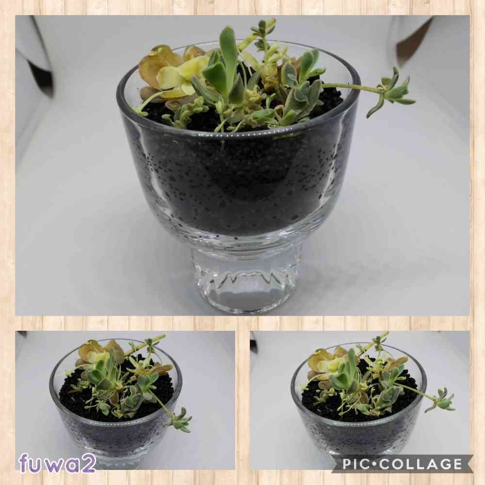 子持ち蓮華錦 オロスキタス 完結｜🍀GreenSnap（グリーンスナップ）