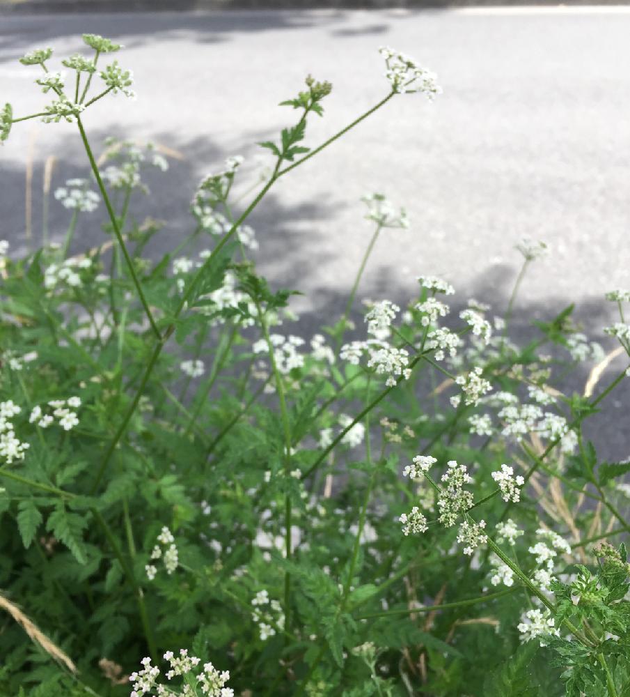 シャクの投稿画像 By Kusu Kusuさん スマホ撮影と癒しと道端の草花とgs日和と雑草と花のある暮らしと白い花と道端 18月6月5日 Greensnap グリーンスナップ