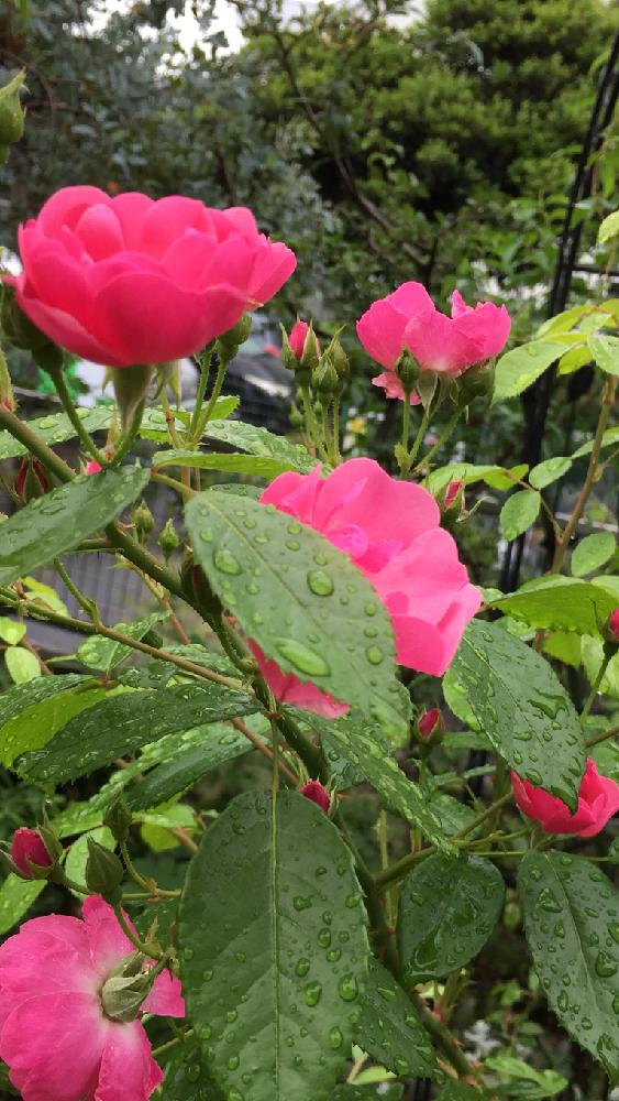 小さな庭の画像 by 淳 こさん | 小さな庭とやさしい花びらとピンクさんとさぁと雨に輝く
