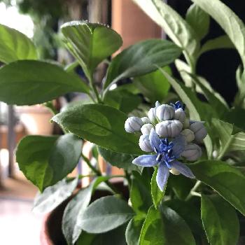 碧色の花の投稿画像一覧 Greensnap グリーンスナップ