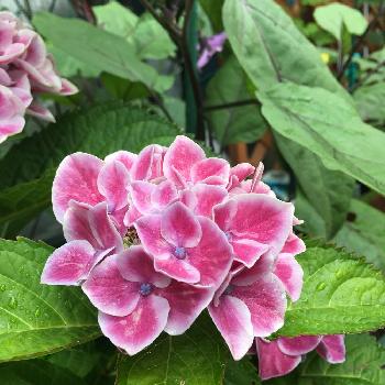 紫陽花の葉の投稿画像一覧 Greensnap グリーンスナップ 紫陽花の葉の投稿画像一覧 Greensnap グリーンスナップ