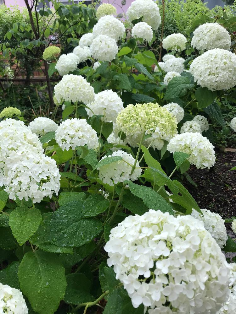 アナベルの投稿画像 By Teftef さん 花のある暮らしとアジサイ 紫陽花と小さな庭と花のある暮らしとアジサイ 紫陽花 18月6月6日 Greensnap グリーンスナップ Greensnap グリーンスナップ アナベルの投稿画像 By Teftef さん 花のある暮らしとアジサイ 紫陽花と小さな庭と花のある暮らしとアジサイ 紫陽花 18月6月6日 Greensnap グリーンスナップ Greensnap グリーンスナップ