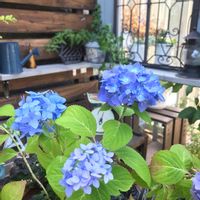 四季咲きアジサイ 霧島の恵,DIY,手作りの庭,花のある暮らし,no green no lifeの画像