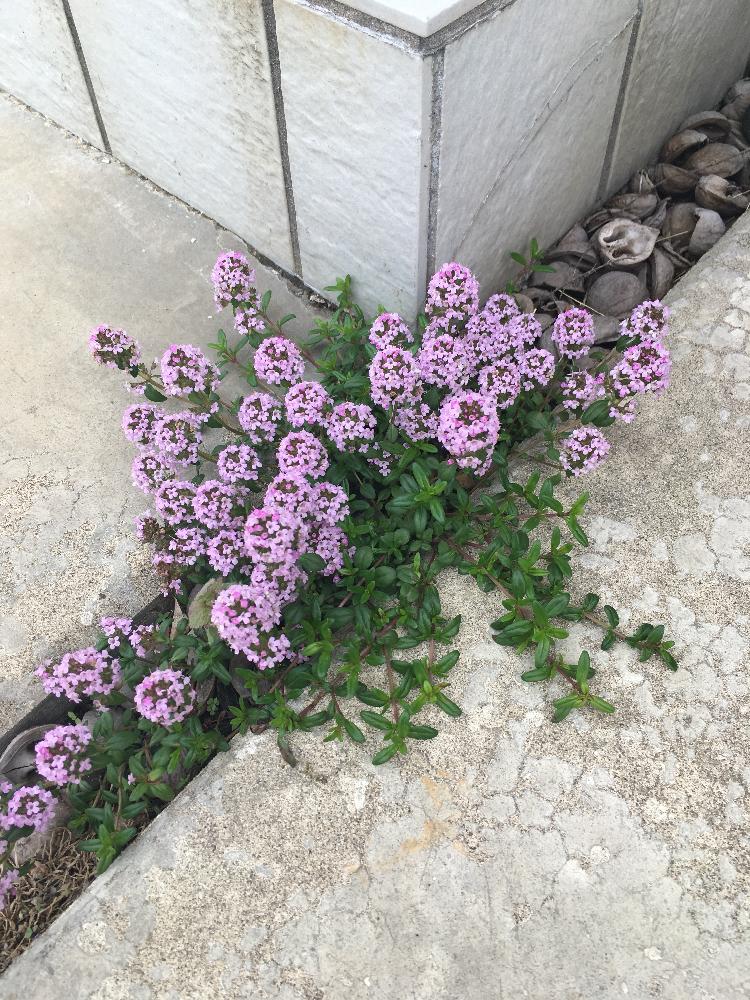 クリーピングタイムの投稿画像 By おがつんさん 18月6月6日 Greensnap グリーンスナップ