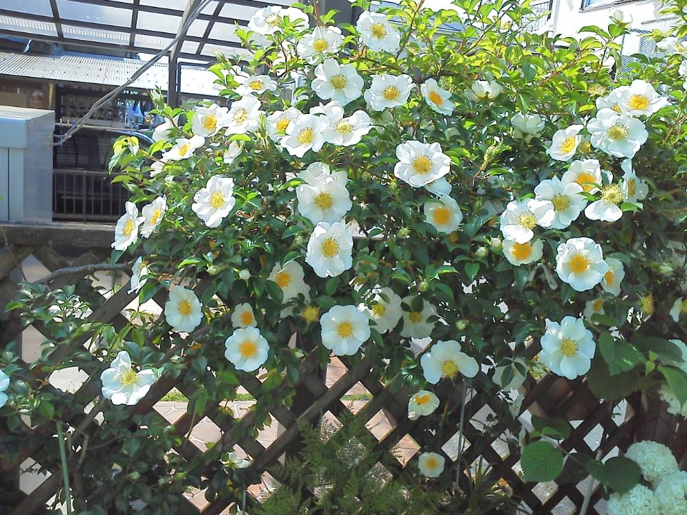 ナニワイバラの投稿画像 By ミエコさん 花のある暮らしと白い花とバラ科 18月6月6日 Greensnap グリーンスナップ