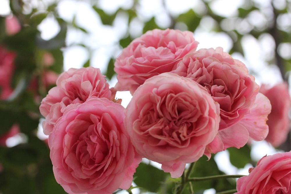 薔薇の名前は の投稿画像 By Mr マーさん 乙女ピンクと薔薇愛同盟とeosと花壇と歩道 18月6月6日 Greensnap グリーンスナップ 薔薇の名前は の投稿画像 By Mr マーさん 乙女ピンクと薔薇愛同盟とeosと花壇と歩道 18月6月6日 Greensnap グリーンスナップ