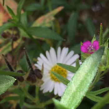 オトメフウロの画像 by どんぐりさん | 小さな庭とエリゲロンとペラペラヨメナとオトメフウロと花のある暮らしとかわいいな♡と乙女ピンクと雑草