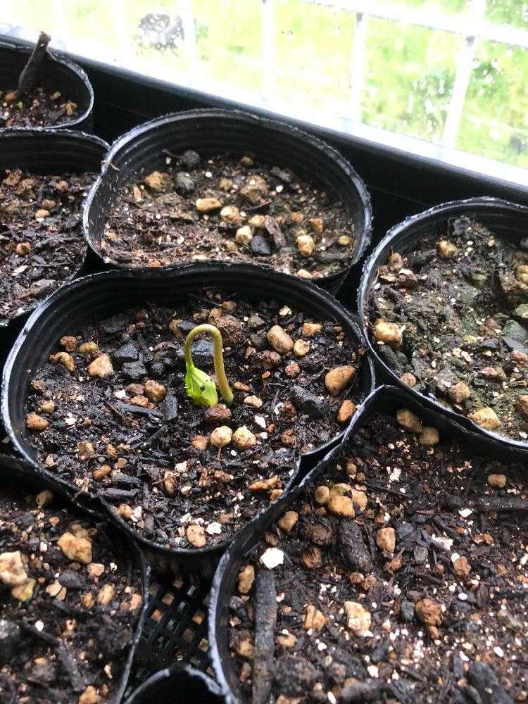 アテモヤの成長｜🍀GreenSnap（グリーンスナップ）