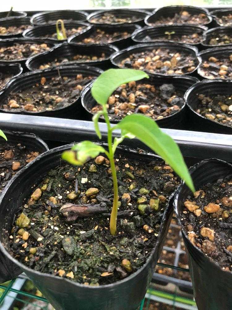 アテモヤの成長｜🍀GreenSnap（グリーンスナップ）