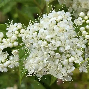 白くて小さいお花の投稿画像一覧 Greensnap グリーンスナップ 白くて小さいお花の投稿画像一覧 Greensnap グリーンスナップ