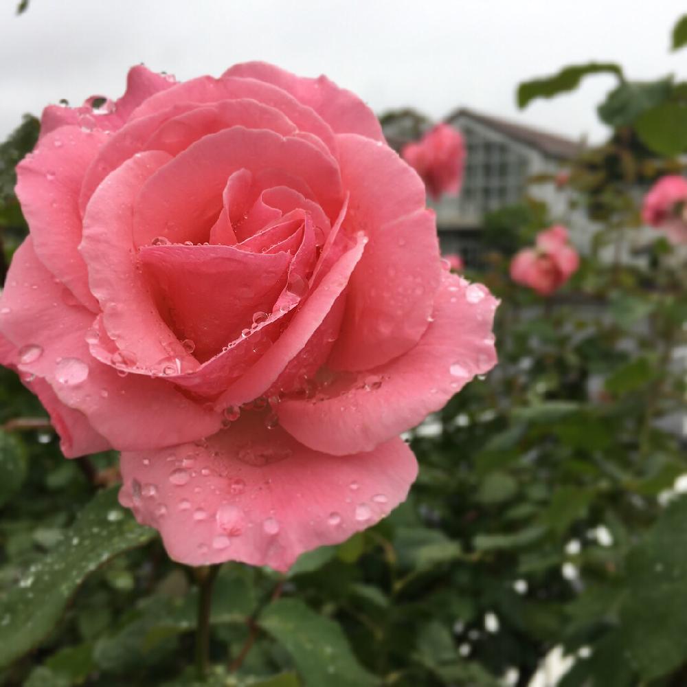 クィーンエリザベスの投稿画像 By そあさん 薔薇クイーンエリザベスと雨に輝くと長久保公園とスマホ写真と花のある暮らしとバラ ミニバラと神奈川の風景 18月6月7日 Greensnap グリーンスナップ