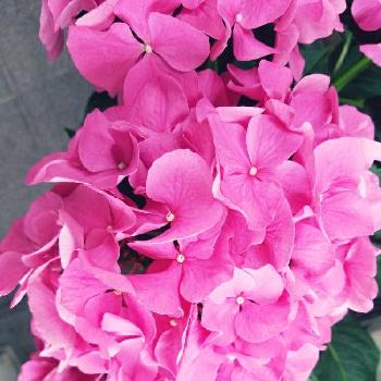 お花好きと繋がりたいの画像 by keikoさん | バルコニー/ベランダと雨に輝くとGS映えとGS日和とお花好きと繋がりたいと紫陽花が好きと花のある暮らしとバルコニスト