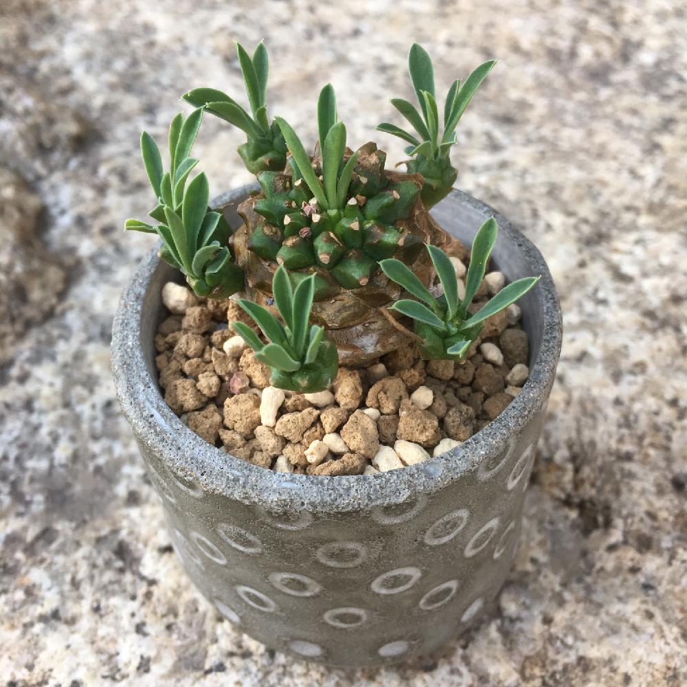 ユーフォルビア 峨眉山 ガビサン の投稿画像 By きのこのこさん 多肉植物と観葉植物と 峨眉山と今日の一枚とユーフォルビア峨眉山と多肉初心者 18月6月7日 Greensnap グリーンスナップ