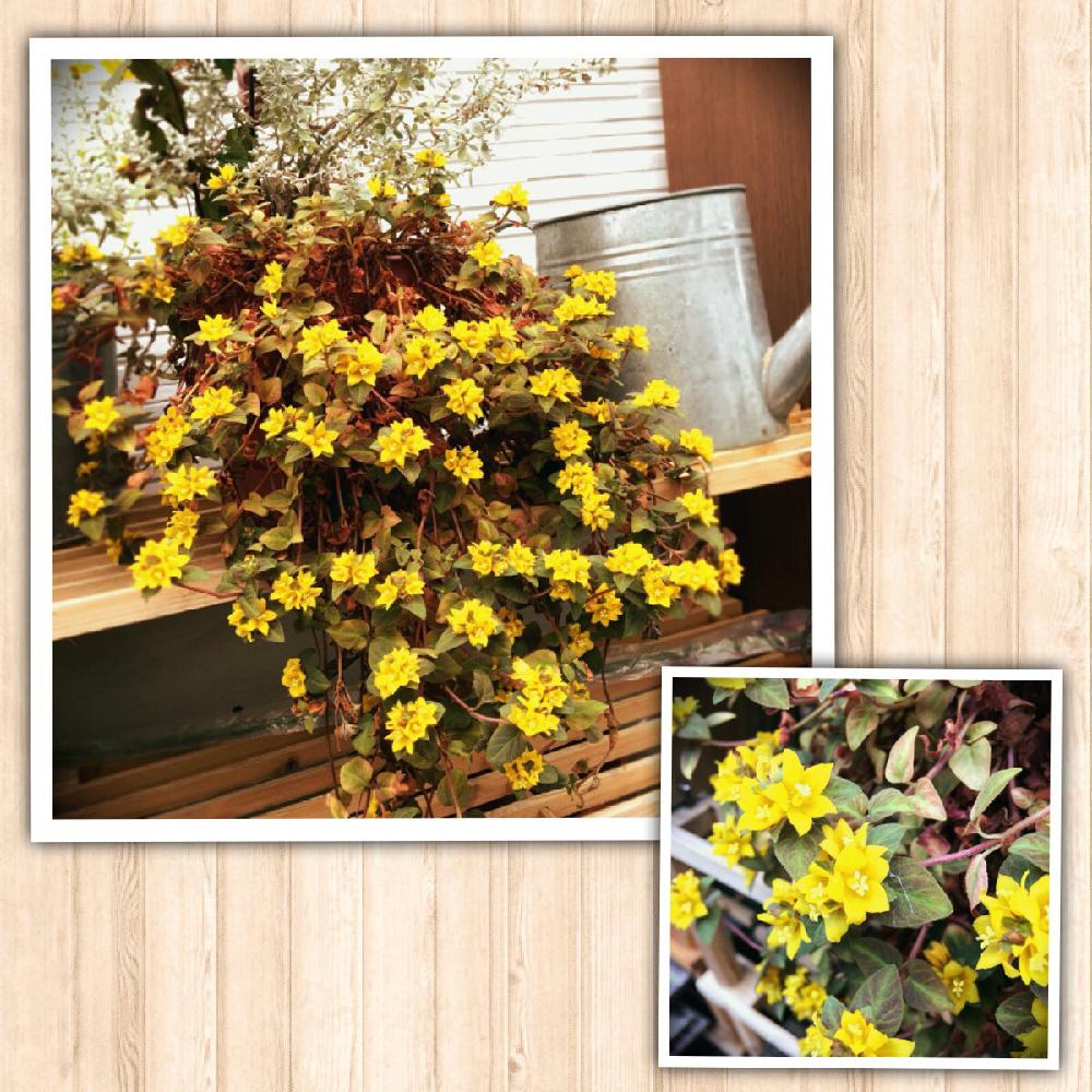 リシマキアミッドナイトサンの投稿画像 By Momomiさん 玄関と寄せ植えと植中毒と黄色い花とグリーンズと花のある暮らしと小花好きとバルコニストと寄せ植えと植中毒と黄色い花とグリーンズと花のある暮らしと小花好きとバルコニスト 18月6月7日 Greensnap