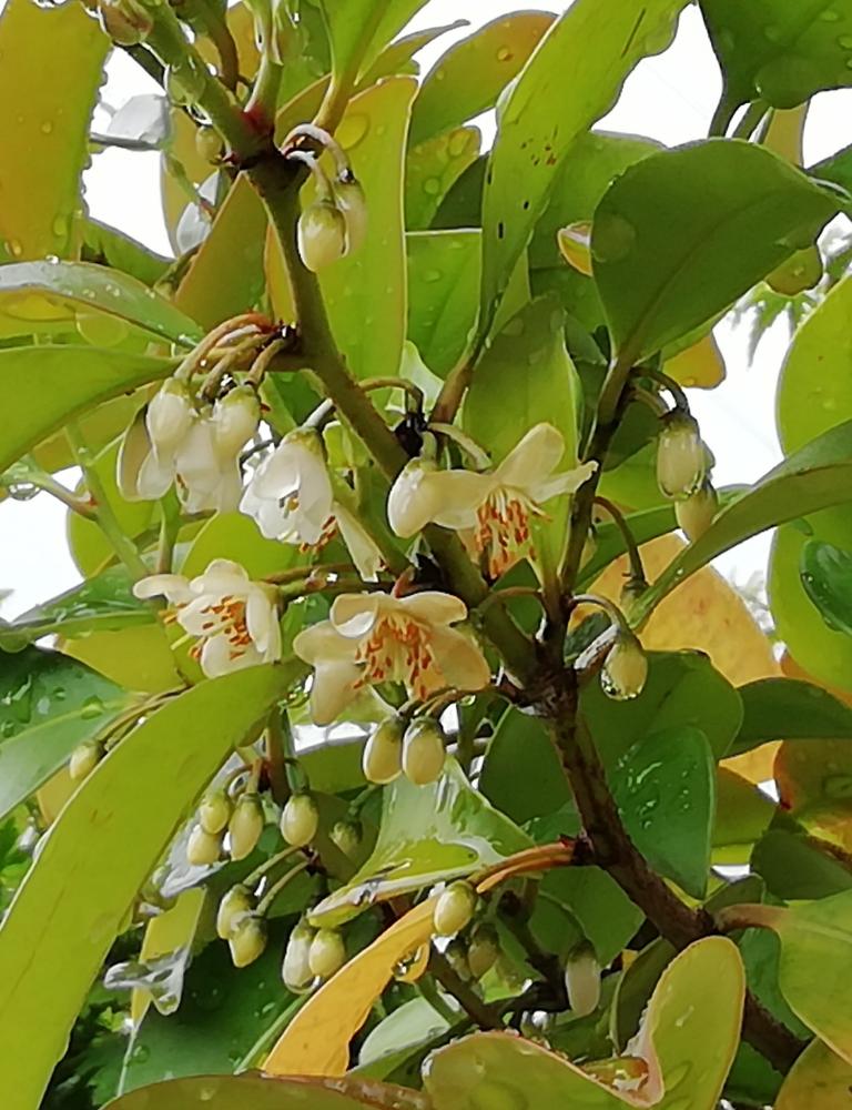 神棚の投稿画像 By はなちゃんさん 神を尊ぶと神聖な木と耐寒ありと0万枚記念 テーマ別記念フォトコンテストと耐湿あり 18月6月7日 Greensnap グリーンスナップ