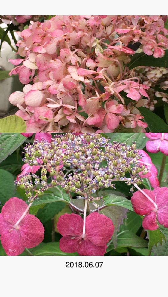 乙女ピンクの投稿画像 By Jjさん Htcとキュンキュン乙女倶楽部とhtc社員no 106とあじさい ピンクと緑のある暮らしと癒しのピンク と花のある暮らしと緑のある風景 18月6月7日 Greensnap グリーンスナップ