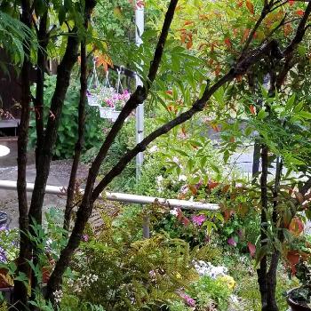 癒しの処方箋の画像 by あららさん | 小さな庭と雨に輝くと癒しの処方箋とドリームマップと植中毒と恥ずかしい庭と目の保養と花のある暮らしとあららの世界