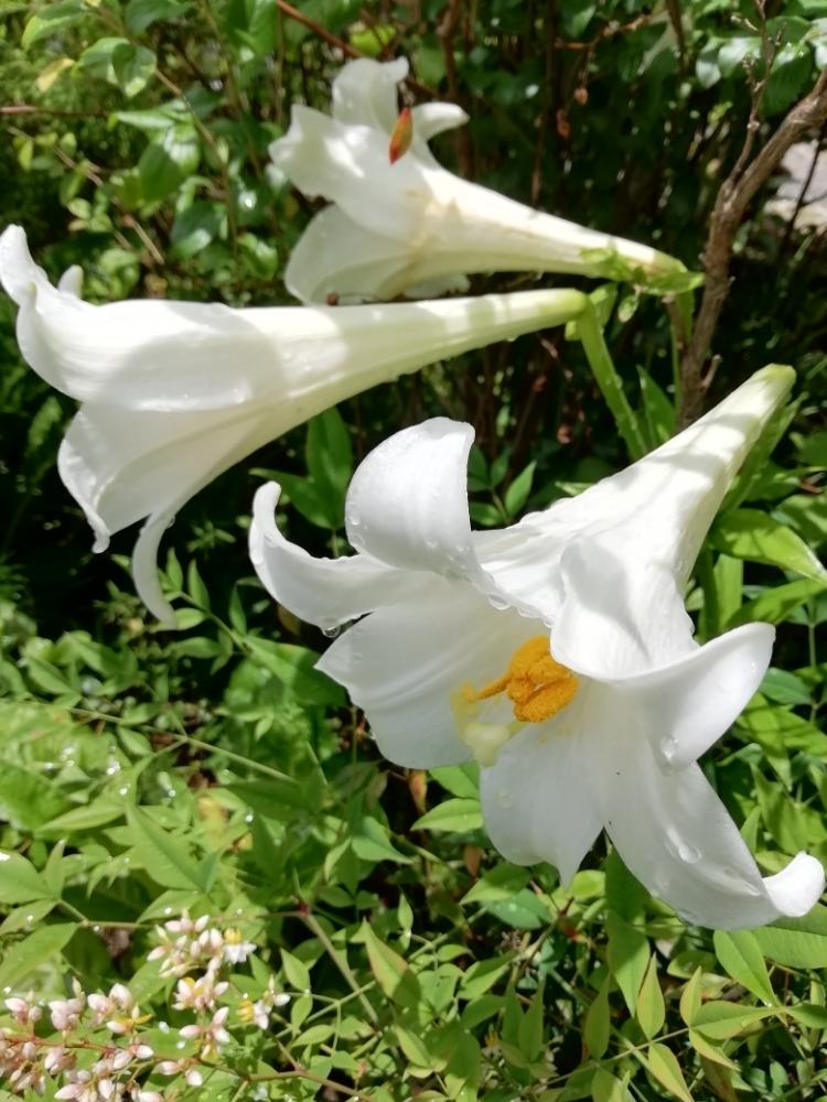 タカサゴユリの花の投稿画像 By はなちゃんさん ラッパみたいと球根植物 18月6月7日 Greensnap グリーンスナップ