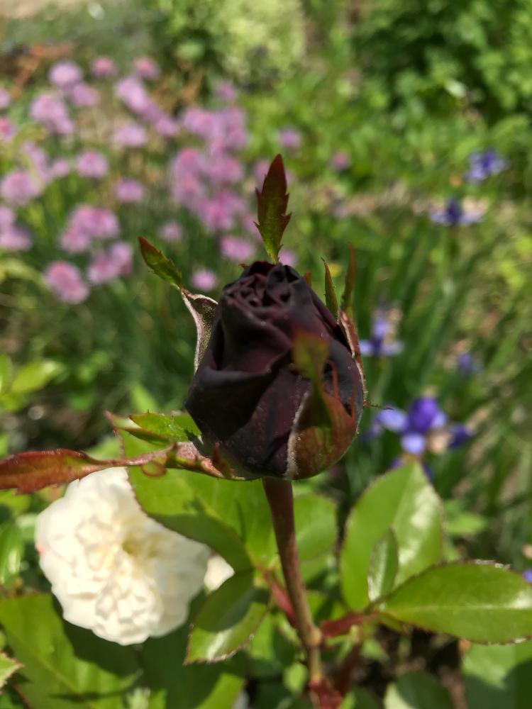 つるバラ オリーブの投稿画像 By ちびたんさん ばら バラ 薔薇と初心者とバラ オリーブと鉢植えと花のある暮らしと寒冷地 18月6月7日 Greensnap グリーンスナップ