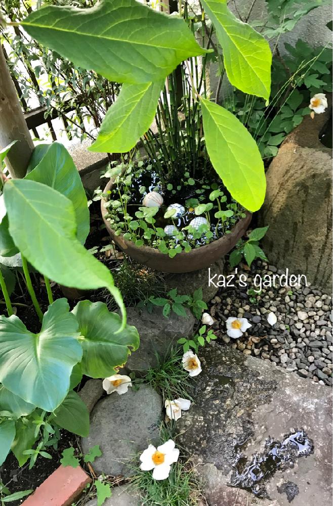 ナツツバキの投稿画像 By かづこさん シャラノキとカラーとウォーターマッシュルームとナツツバキの花殻と花の咲く木と睡蓮鉢のメダカと陶器の浮きと睡蓮鉢と 花のある暮らしと白い花と梅雨の晴れ間と梅雨入りの翌日と庭の木 18月6月7日 Greensnap グリーンスナップ