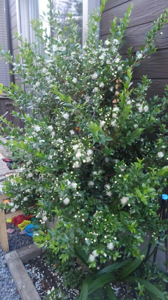 マートル ギンバイカ の投稿画像 By 宏之助さん ギンバイカ マートル と花のある暮らしと咲いた と半日陰とシンボルツリーと手作りの庭と我が家の花壇と花壇 18月6月7日 Greensnap グリーンスナップ