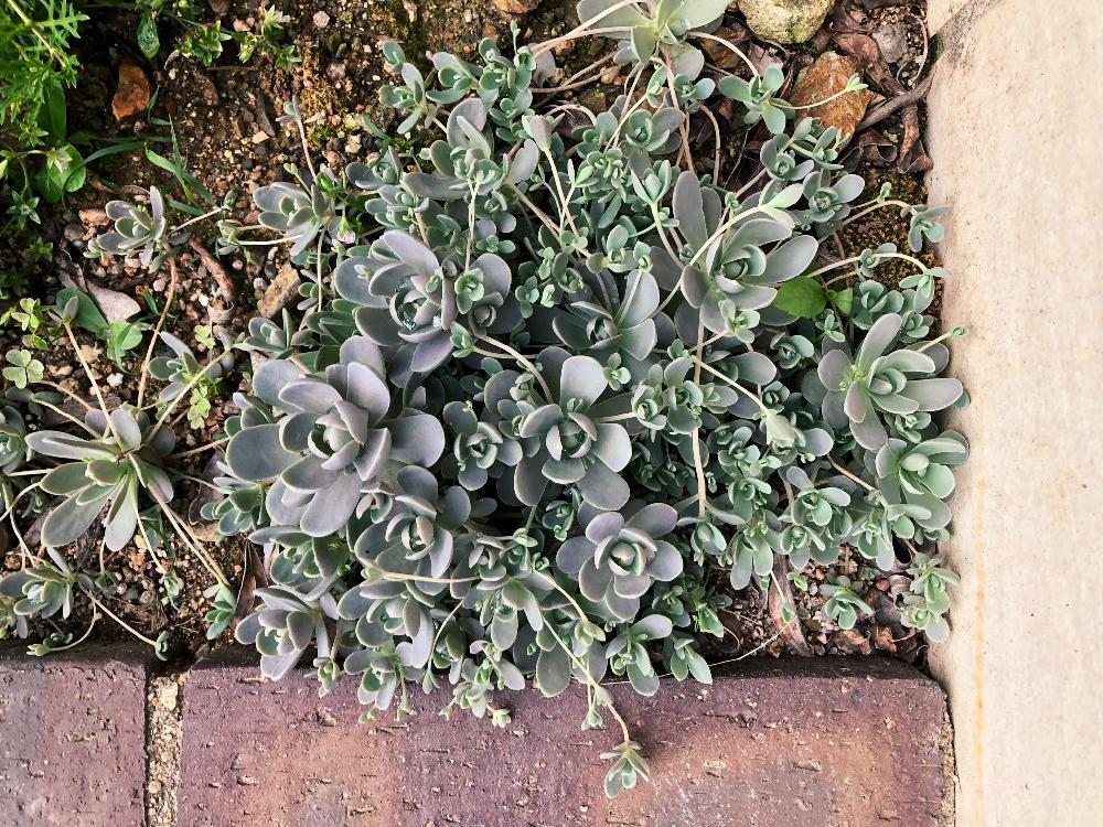 子持ち蓮華の投稿画像 By チョッパーさん 多肉植物と庭の多肉と雨に輝くと多肉地植えと梅雨に負けないと 3人年子と 育児中と多肉花壇と 三姉妹 18月6月7日 Greensnap グリーンスナップ