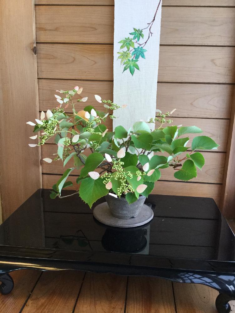 イワガラミ の投稿画像 By ラヴさん 植物のある暮らしと今日の一枚と花のある暮らしと盆栽と飾り台と植木鉢 18月6月7日 Greensnap グリーンスナップ