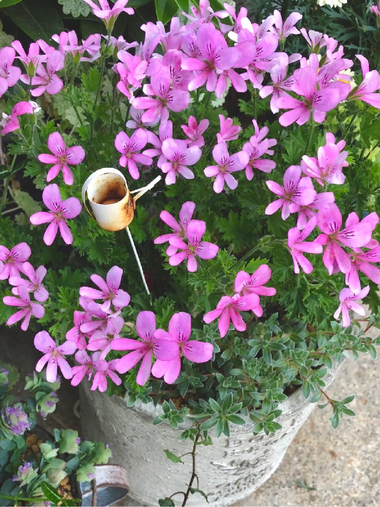においゼラニウムの投稿画像 By ひさマロさん アンドロサセ ラヌギノーサとニオイゼラニウムとアンドロサセラヌギレーサと植物だいすきとお花の寄せ植えと植中毒とアンドロサセ ラヌギノーサとピンク色の花と大好きな色合いと花のある暮らしとお花のある生活 18月6月7