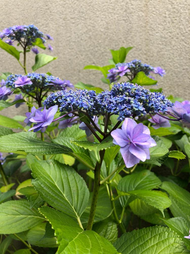 紫陽花 金平糖の投稿画像 By ねここさん 花のある暮らしと雨に輝く 18月6月7日 Greensnap グリーンスナップ