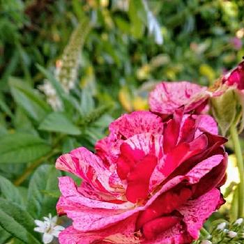 バラ・ニューイマジンの画像 by のりりんの森さん | 広い庭とバラ・ニューイマジンとお花を楽しむとオカトラノオ属と大きくなってね♡と花のある暮らしと癒やしﾀｲﾑ