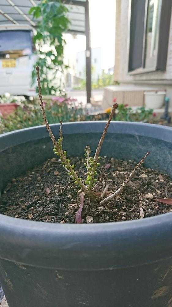 カリステモン Greensnap グリーンスナップ カリステモン Greensnap グリーンスナップ