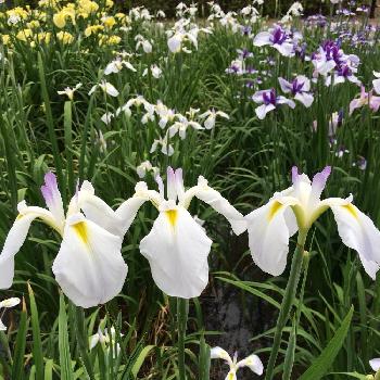 気品のある花の投稿画像一覧 Greensnap グリーンスナップ